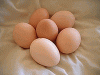 Chicken egg