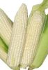 White Corn (Non GMO)