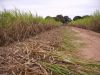 TAGRM SH5II sugarcane ...