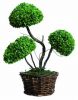 bonsai trees-2