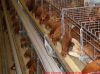Battery cages for broiler chicken