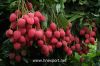 Litchi