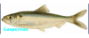Gaspereau Fish 