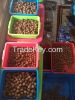 Big Loose Beads Rudraksha 6 to 9 mukhis, 20 to 24 mm