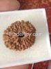 Big Loose Beads Rudraksha 6 to 9 mukhis, 20 to 24 mm