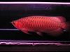 Healthy and the most colorful Aquarium Arowana Fishes For Sale