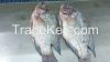Quality Tilapia from T...