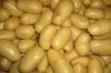 Fresh Potatoes (High Q...