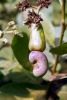 Cashewnut Suppliers | ...