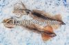 FROZEN WHOLE SQUID (To...