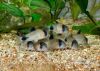 Live tropical Fish Wholesale