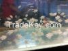 aquascape fish, tettra fish, red nose, cardinal