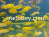 aquascape fish, tettra fish, red nose, cardinal