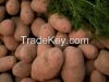 Fresh Potatoes from Pa...