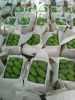 Sindhri Mangoes 6 and ...
