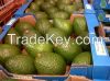 Fresh Avocado whole sa...