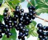 Blueberry/Cranberry/Black currant Anthocyanin, Factory supply