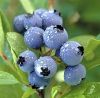 Blueberry/Cranberry/Black currant Anthocyanin, Factory supply