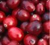 Blueberry/Cranberry/Black currant Anthocyanin, Factory supply