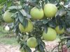 Guanxi Pomelo