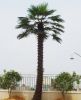 Hot sales artificial palm tree /make artificial palm tree/high imitation fake palm tree made in China 