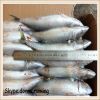 Frozen Pacific Mackerel(scomber Japonicus) whole round in high quality for bait or market
