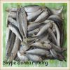 Blue round scad(Decapterus Maruadsi) whole round wholesale