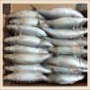 Frozen Pacific Mackerel(scomber Japonicus) whole round in high quality for bait or market