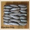 Frozen sardine fish(sardinella longiceps) W/R for canned mill