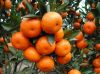 Organic honey baby mandarin oranges