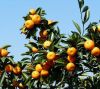 Sweet fresh nanfeng or...