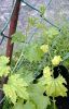 Vermicompost Natural Fertilizer for Vegetable & Plant