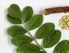 Licorice Root (Glycyrrhiza Glabra)