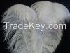 Ostrich Feathers 