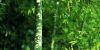 High Quality Bamboo Ch...