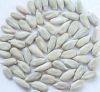Supply All Kinds of White Sunflowers Seed Kernels No Shell New Crop