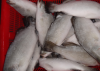 Asian Sea Bass Lates C...