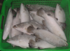 Asian Sea Bass Lates C...