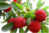 Red Bayberry 
