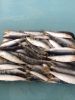 Frozen sardines, Sardinella jussieu