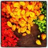 100% FRESH YELLOW, RED...