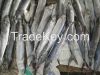 frozen spanish mackerel, whole round frozen mackerel prices