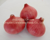 Authenticated GAP/ SGS New Crop Fresh Shallot Onion