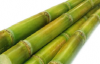 Sugar Cane
