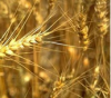 Wheat