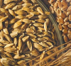 Wheat Bran