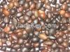 Palm Kernel Nut and Shell