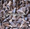 Palm Kernel Nut and Shell