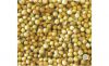 Coriander