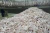 Frozen Chicken Paws / ...